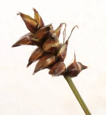 Attēlu rezultāti vaicājumam “Carex dioica”