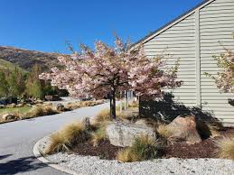Attēlu rezultāti vaicājumam “Prunus (sakura)”