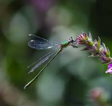 Attēlu rezultāti vaicājumam “Chalcolestes viridis”