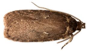 Attēlu rezultāti vaicājumam “Agonopterix ciliella”