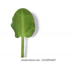 Attēlu rezultāti vaicājumam “Alisma gramineum leaf”