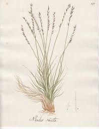 Attēlu rezultāti vaicājumam “Nardus stricta”