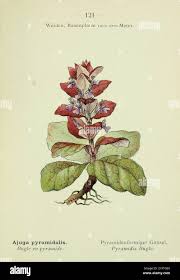 Attēlu rezultāti vaicājumam “Ajuga pyramidalis leaf”