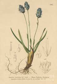 Attēlu rezultāti vaicājumam “Sesleria caerulea”