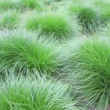 Attēlu rezultāti vaicājumam “Jamesoniella autumnalis sporophyte”