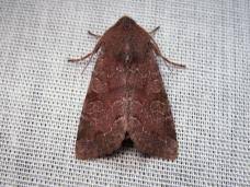 Attēlu rezultāti vaicājumam “Orthosia populeti”