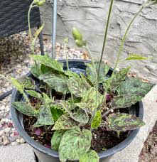 Attēlu rezultāti vaicājumam “Hieracium vulgatum bud”