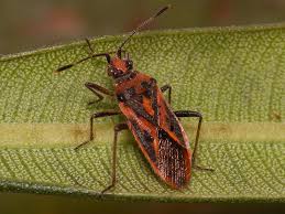 Attēlu rezultāti vaicājumam “Corizus hyoscyami”