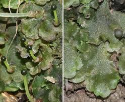 Attēlu rezultāti vaicājumam “Pellia epiphylla”