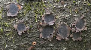 Attēlu rezultāti vaicājumam “Biscogniauxia granmoi”