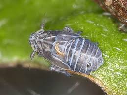 Attēlu rezultāti vaicājumam “Javesella pellucida male”