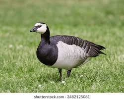 Attēlu rezultāti vaicājumam “Branta leucopsis adult”