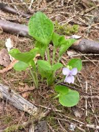 Attēlu rezultāti vaicājumam “Viola mirabilis leaf”