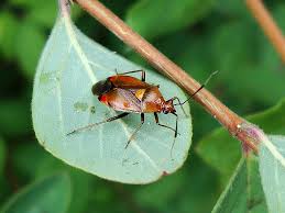 Attēlu rezultāti vaicājumam “Deraeocoris ruber”