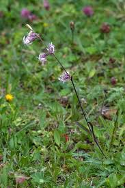 Attēlu rezultāti vaicājumam “Silene nutans”