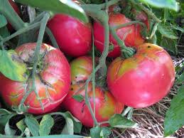 Afbeeldingsresultaat voor caspian pink tomato
