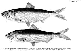 Image result for Alosa fallax