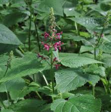 Attēlu rezultāti vaicājumam “Stachys sylvatica”