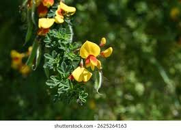 Attēlu rezultāti vaicājumam “Cytisus scoparius flower”
