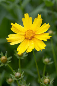 Image result for Coreopsis