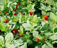 Image result for Lotus tetragonolobus