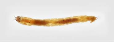 Attēlu rezultāti vaicājumam “Chironomidae larva”
