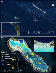 Image result for Albula glossodonta