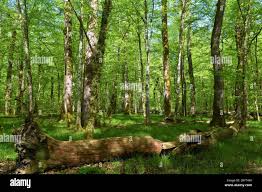 Image result for Robur Duo