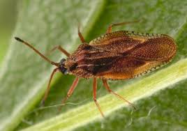 Attēlu rezultāti vaicājumam “Physatocheila smreczynskii”