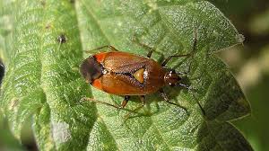 Attēlu rezultāti vaicājumam “Deraeocoris ruber”