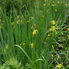 Attēlu rezultāti vaicājumam “Iris pseudacorus flower”