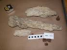Extinct Carbonate Rock Sample 3862-