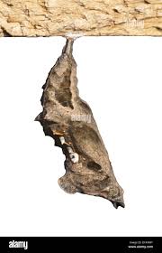 Attēlu rezultāti vaicājumam “Polygonia c-album”