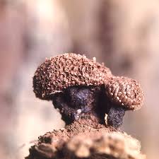 Attēlu rezultāti vaicājumam “Tubifera montana macro”