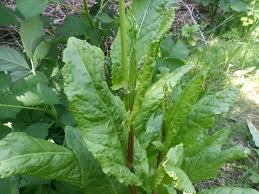 Image result for Sauerampfer