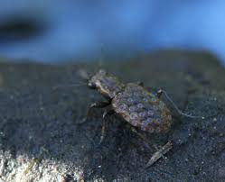 Attēlu rezultāti vaicājumam “Elaphrus cupreus”