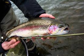 Image result for Wey Valley Disabled Angling Association