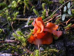 Attēlu rezultāti vaicājumam “Melastiza chateri”