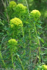Attēlu rezultāti vaicājumam “Euphorbia palustris”