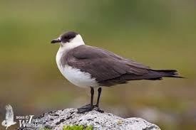 Attēlu rezultāti vaicājumam “Stercorarius parasiticus”