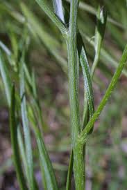 Image result for Centaurea cyanus