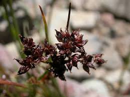 Attēlu rezultāti vaicājumam “Juncus articulatus”