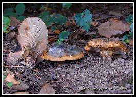 Attēlu rezultāti vaicājumam “Lactarius necator”