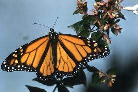Attēlu rezultāti vaicājumam “Lepidoptera”