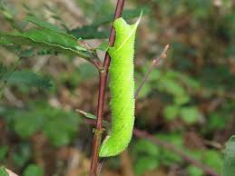 Attēlu rezultāti vaicājumam “Smerinthus ocellata”