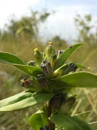 Attēlu rezultāti vaicājumam “Gentiana cruciata bud”