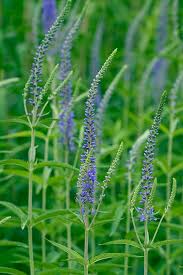 Attēlu rezultāti vaicājumam “Veronica longifolia fruit”