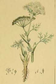 Attēlu rezultāti vaicājumam “Carum carvi leaf”