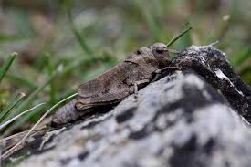 Attēlu rezultāti vaicājumam “Psophus stridulus”