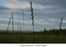 Attēlu rezultāti vaicājumam “Elymus caninus fruit”